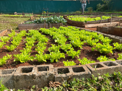 PROJETO HORTA-TERAPIA PROMOVE REABILITAÇÃO PSICOSSOCIAL NO CAPS AD III